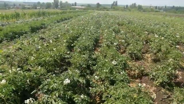 Картофель и его проблемы с которыми я столкнулся при посадке!