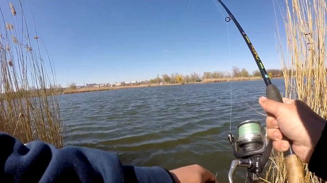 Ловля Крупного Карася на Фидер 2020! Фидерная Рыбалка в Черте Города! смотреть онлайн
