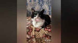 Часть 2. Коты со ртом человека!!!! Говорящие коты! tiktok коты!!!! Говорящий рот!