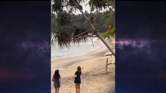 Оля Полякова выехала на Шри Ланку, чтобы покормить с дочерьми местных обезьян смотреть онлайн