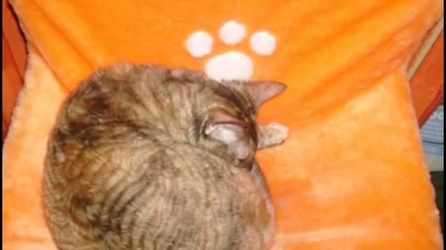 Гамаки для кошек.avi