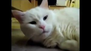 Крики животных