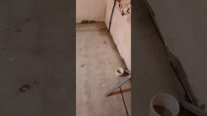 Содержание птенца бройлера на теплом полу. Первый опыт.