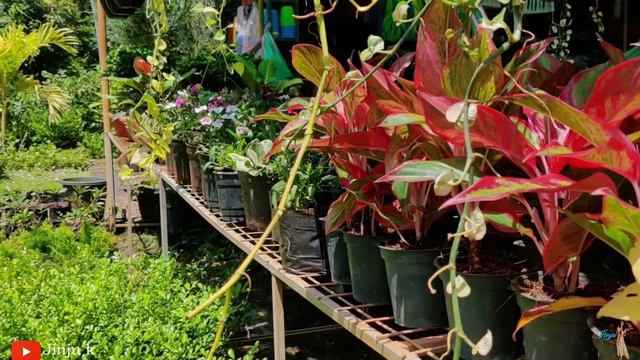 ROSE GARDEN | Nursery Visit |🏡🌹Haritha Nursery | Garden Centre | Garden tour Trivandram In Malayala смотреть онлайн