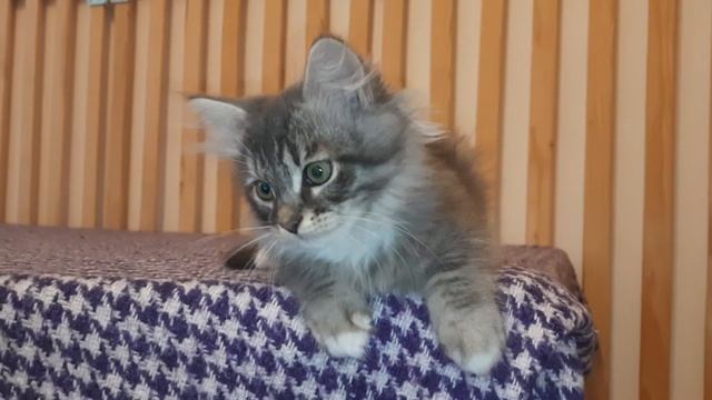 Сибирский котенок мальчик смотреть онлайн