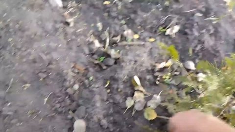 ?Туя размножение,самый лёгкий способ черенкования #туя #черенкование #сад