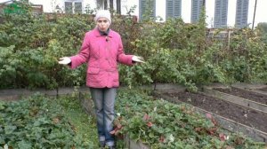 ? ОБРЕЗАТЬ ли клубнику на зиму? Все ЗА и ПРОТИВ - 7 дач