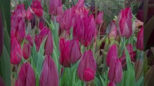 Репетиция весны