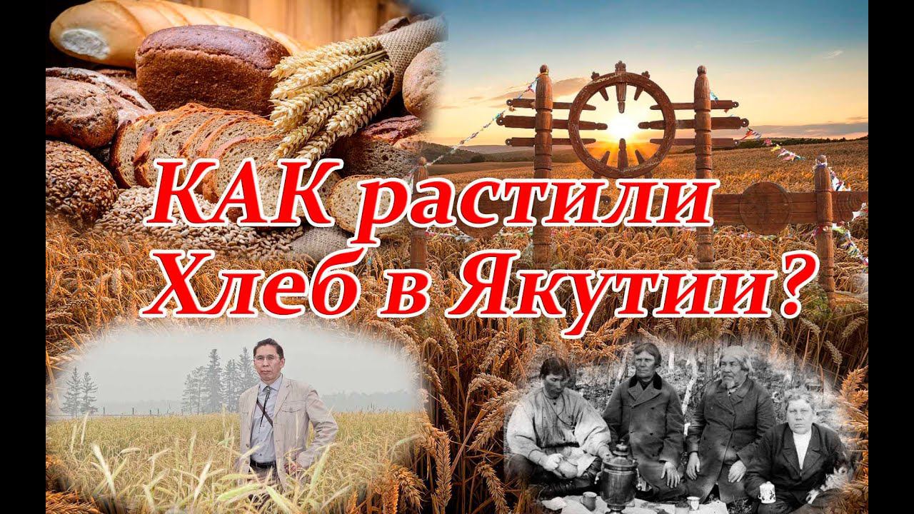 Якутский хлеб: история выращивания пшеницы в Якутии и ее хлебопекарные качества