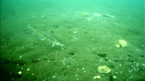 Ловля наваги на комбайны и махалки