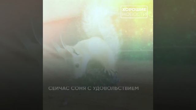 Спасенная белка Соня стала звездой соцсетей