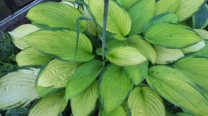 хоста колор глори зибольда