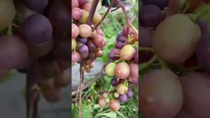 Виноград ? сорт «Сеня»