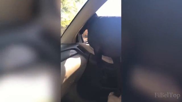 СМЕШНЫЕ ЖИВОТНЫЕ 2017. ТОПовая подборка смотреть онлайн