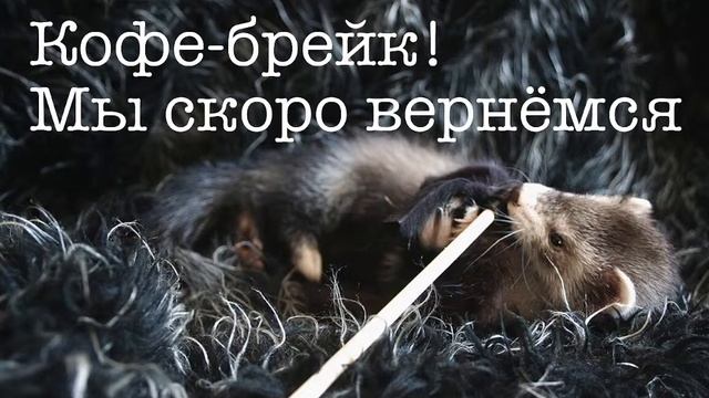 Регулярная ветеринарная конференция Polivet: сложные вопросы смотреть онлайн