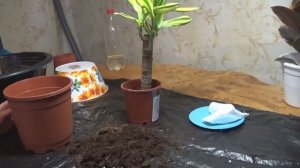 Пересадка и уход драцены деремской