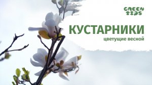 Успейте посадить осенью. Декоративные кустарники и деревья. Тизер