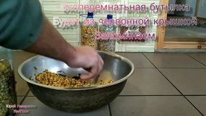 Мицелий вешанки на кукурузе легко и просто без стерелизации | oyster mushroom mycelium