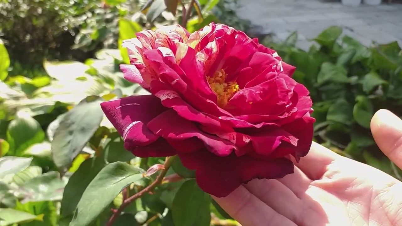 РОЗЫ подкормки 19.08.24г. смотреть онлайн