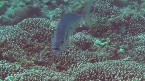 Diving Tubbataha reef - Philippines 2015