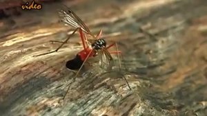 © Очень интересно - комар долгоножка (Tipulidae) Tanyptera atrata похоже что откладывает яйца