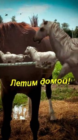Ох, лето красное! Любил бы я тебя...
А вы как справляетесь с летающими гадами? Попоны? Репелленты?
