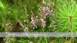 вереск обыкновенный