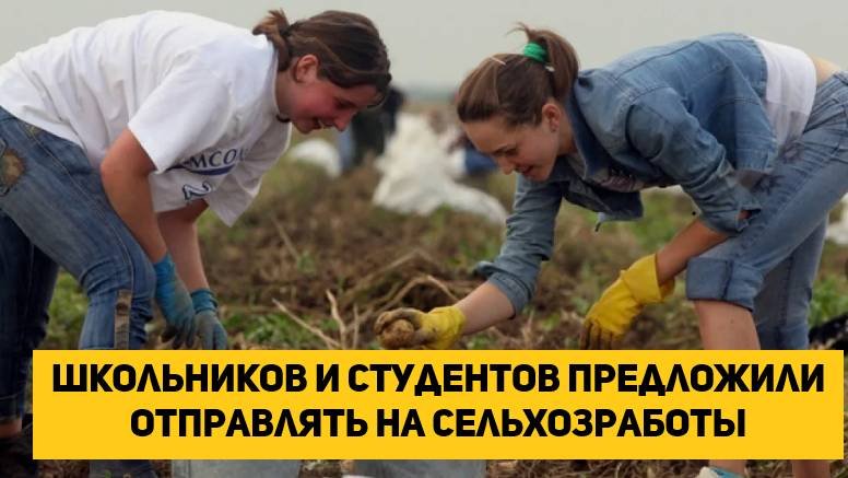 Школьников и студентов предложили отправлять на сельхозработы