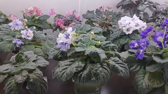 Почему пропадают фиалки? Фиалки сгнивают, как спасти? смотреть онлайн