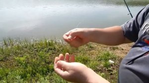 Ловля Толстолоба и Белого Амура