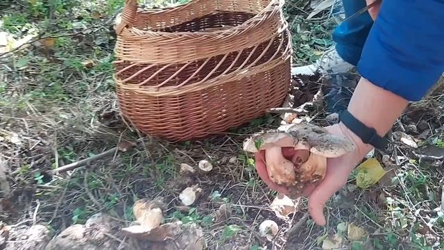 Сбор РЯДОВКИ ТОПОЛЕВОЙ. Осень 2021.