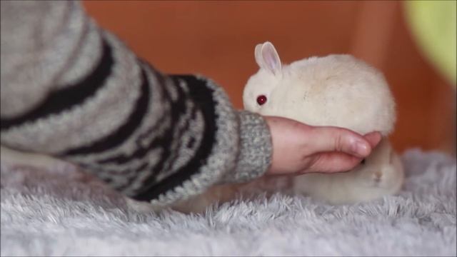 Декоративные кролики миноры песцовые смотреть онлайн