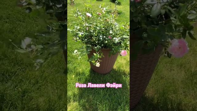 Роза почвопокровная в горшке #roses