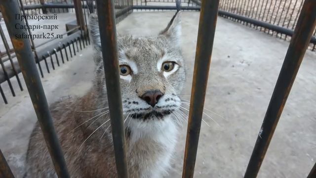 РЫСИ В НОЧНЫХ ВОЛЬЕРАХ смотреть онлайн