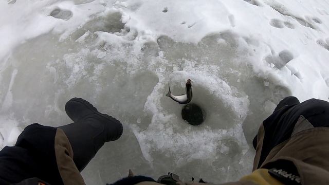 Рыбалка на гирлянду!? Залив Сосны???! УНИВЕРСАЛЬНАЯ снасть для ЛОВЛИ РЫБЫ???. От судака до чехони?! смотреть онлайн