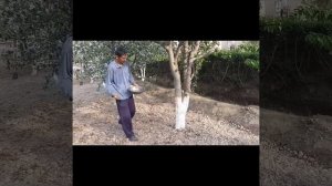 БЕДА (ЁРИНЖА) ЭКИШ СИРИ НИМАДА