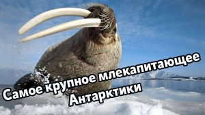 Морж - Самое крупное млекопитающее Антарктики
