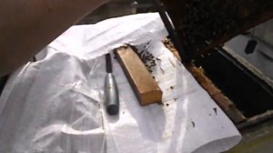 для чего распечатывают медовые рамки в гнезде пчел или как не навредить пчелам