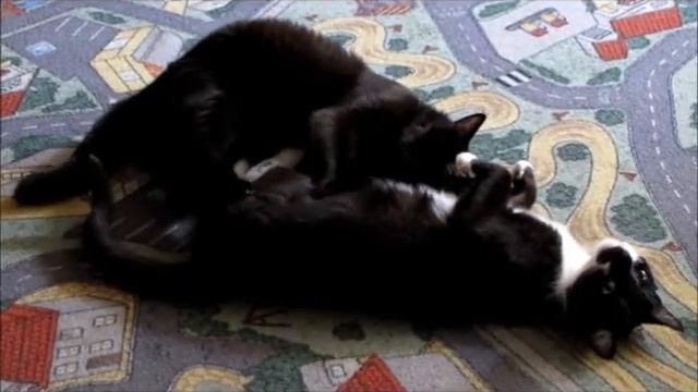 КОШАЧЬИ ЛАСКИ