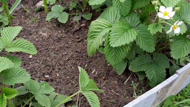 ?ЗЕМКЛУНИКА.КУПЧИХА.ПЕНЕЛОПА.ДИАНА.КАК ЦВЕТЁТ РАДУЕТ? смотреть онлайн