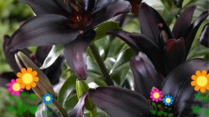 Лилия (Landini). Краткий обзор: Лилия описание характеристик, где купить луковицы