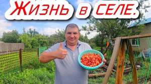 Живя в селе собираем очень вкусную клубнику.#жизньвселе#село#клубника