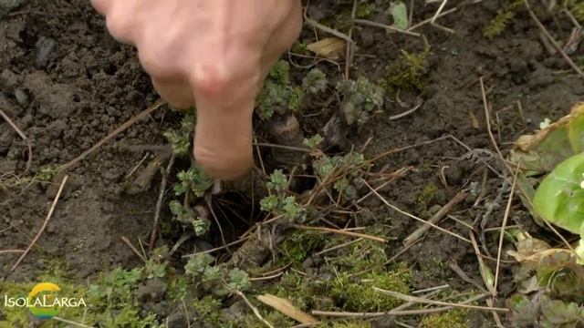 Aquilegia vulgaris pulizia primaverile смотреть онлайн
