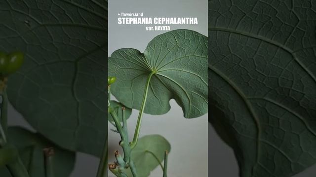 Стефания цефаланта вар. Хайята (Stephania cephalantha var. Hayata) @FlowersLand