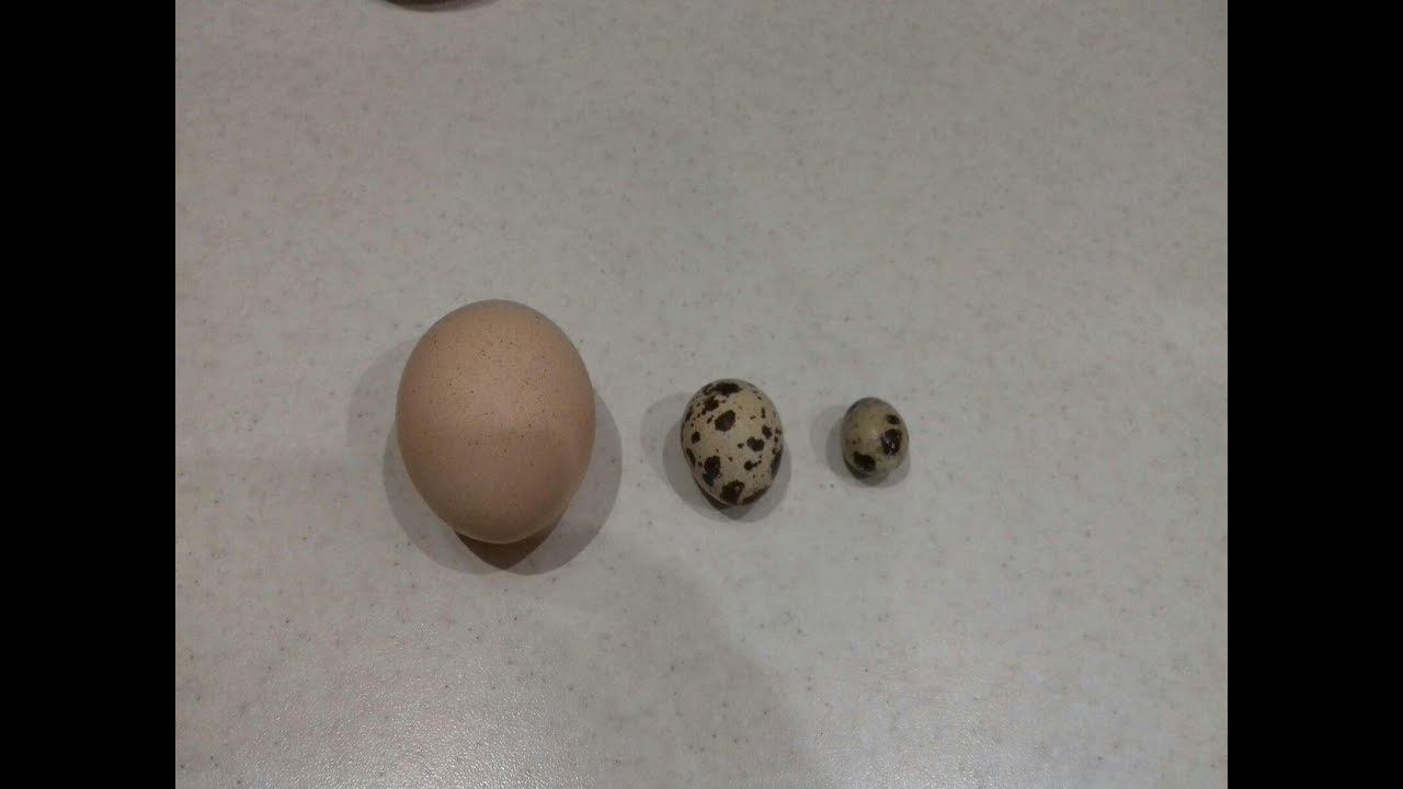 Как повысить яйценоскость кур.| Increasing Egg Production холодной осенью и зимой