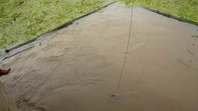 Pirarucu fishing in the amazon смотреть онлайн