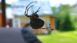 Огромный паук обедает мухой