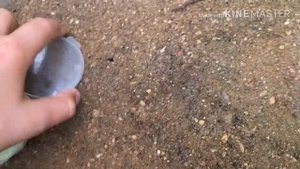 Как посадить апельсиновое дерево и лимон