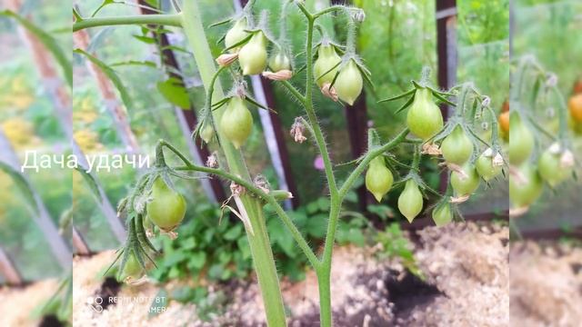 4 СПОРНЫХ сортов ТОМАТОВ со странным вкусом!!! "Дача удачи