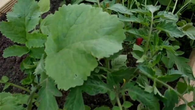 ЧТО ВЫЖИЛО ПОСЛЕ ЗАМОРОЗКОВ, КАК РАССАДА ПЕРЕЖИЛА ХОЛОДНЫЕ НОЧИ смотреть онлайн